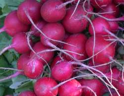 Radishes