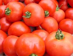 Tomatoes